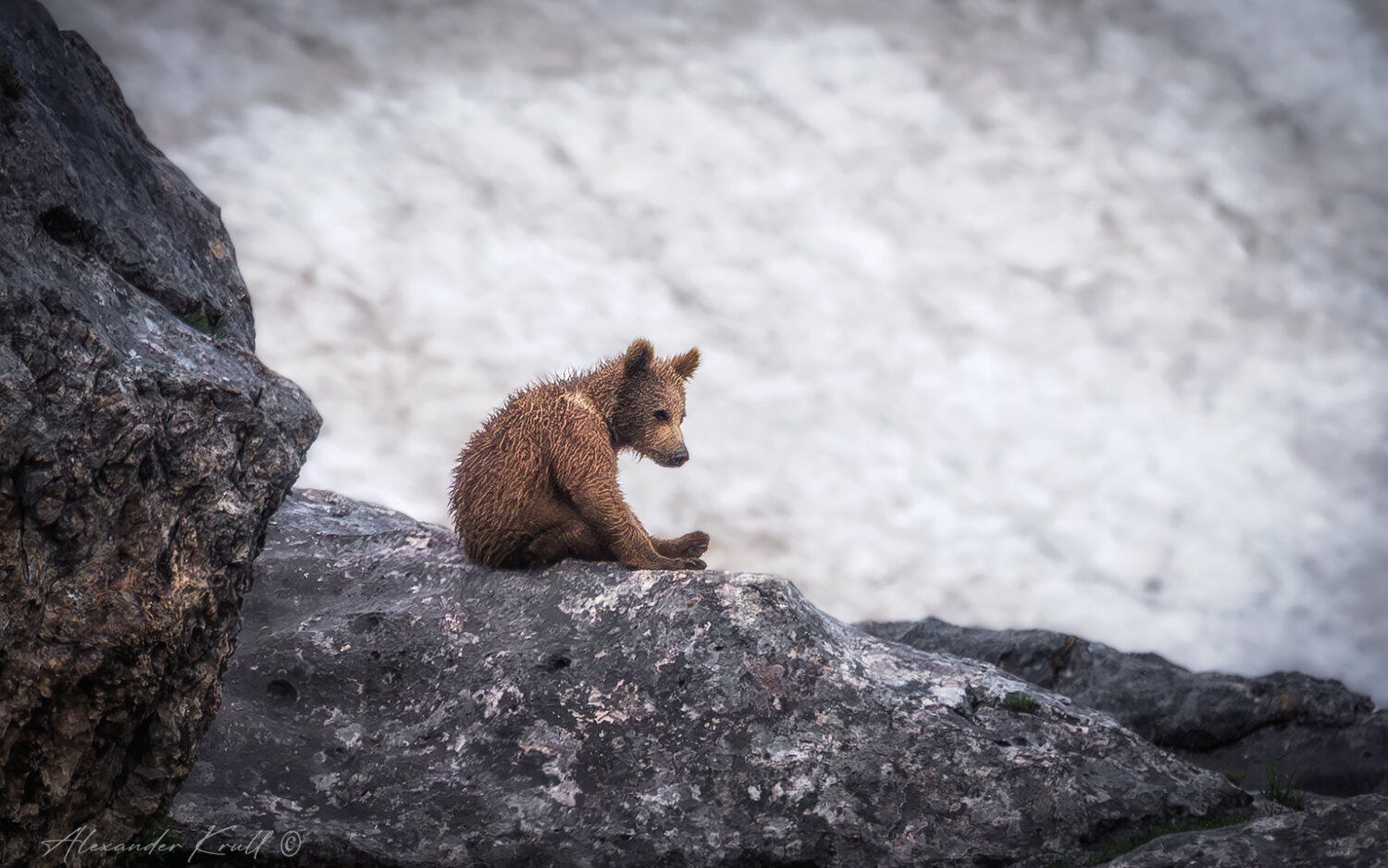 медведь, бурый медведь, кавказский бурый медведь, ursus arctos meridionalis, заповедник, кавказский заповедник, кгпбз, горы, Александр Круль