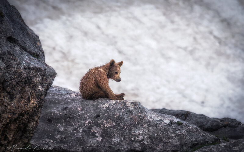 медведь, бурый медведь, кавказский бурый медведь, ursus arctos meridionalis, заповедник, кавказский заповедник, кгпбз, горы Мыслитель фото превью