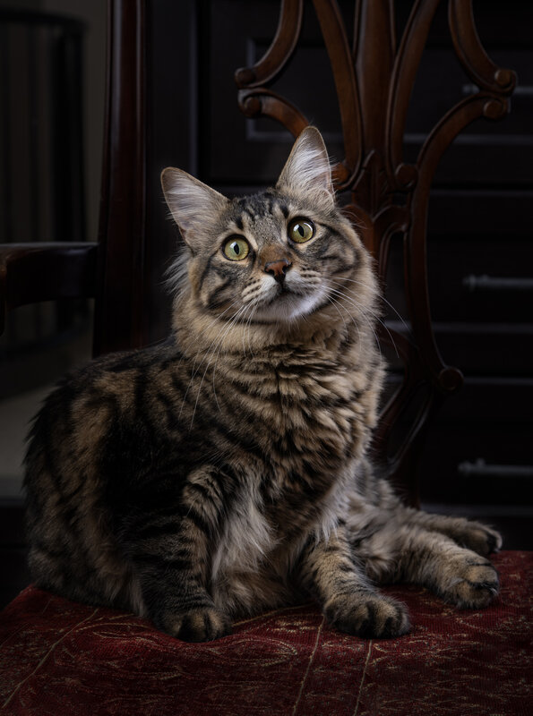 Кот Добби фото превью