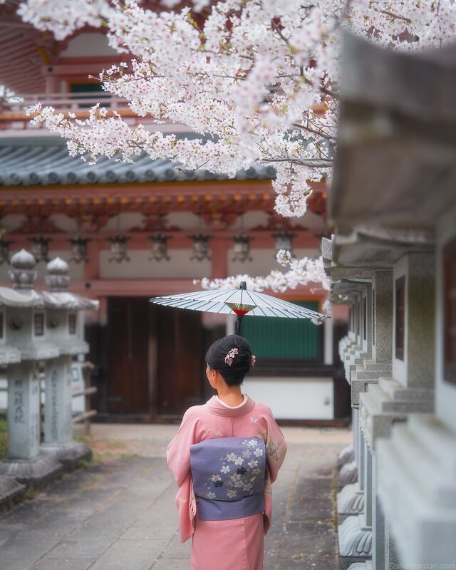 Sakura фото превью