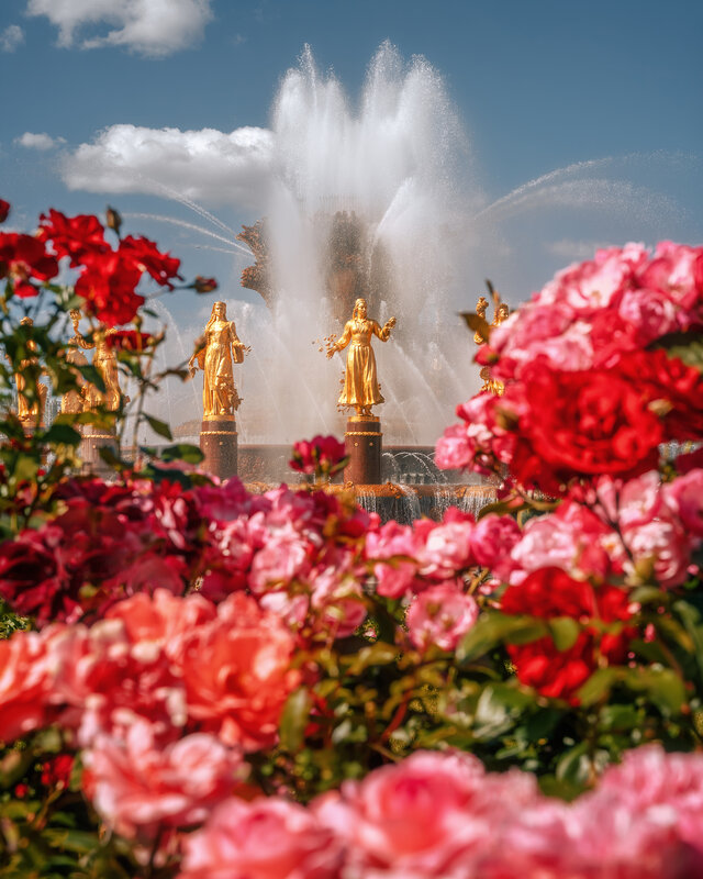 вднх, москва, фонтан дружбы народов, розы, лето, moscow, summer, vdnh Розы на ВДНХ фото превью