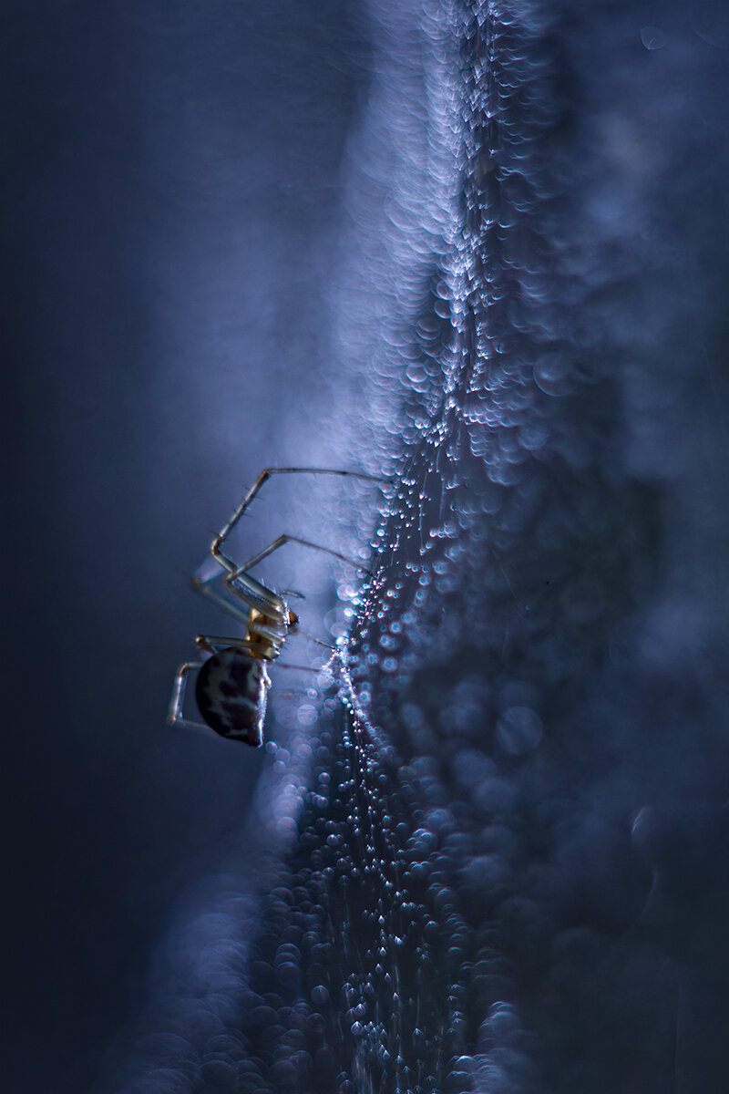 макро, макрофотография, паук, macro, spider, Хилько Марина