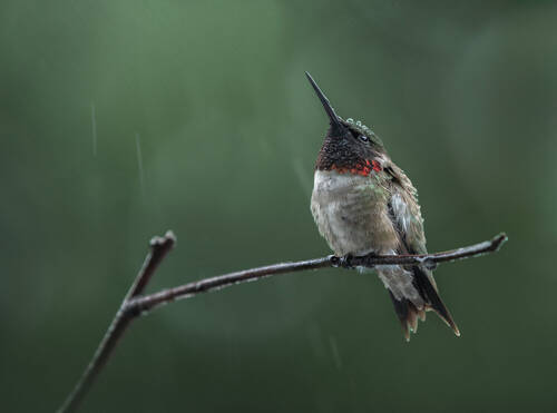 Jewels in rain