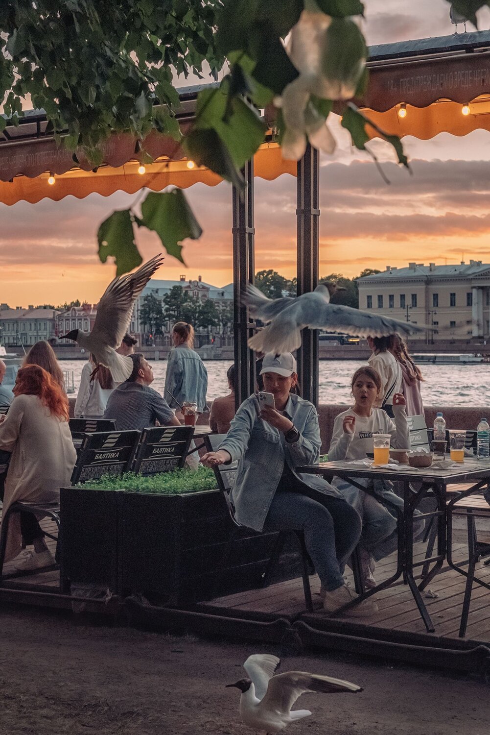 Чайки. Автор: Мария чайки, набережная, Нева, Санкт-Петербург, Мария