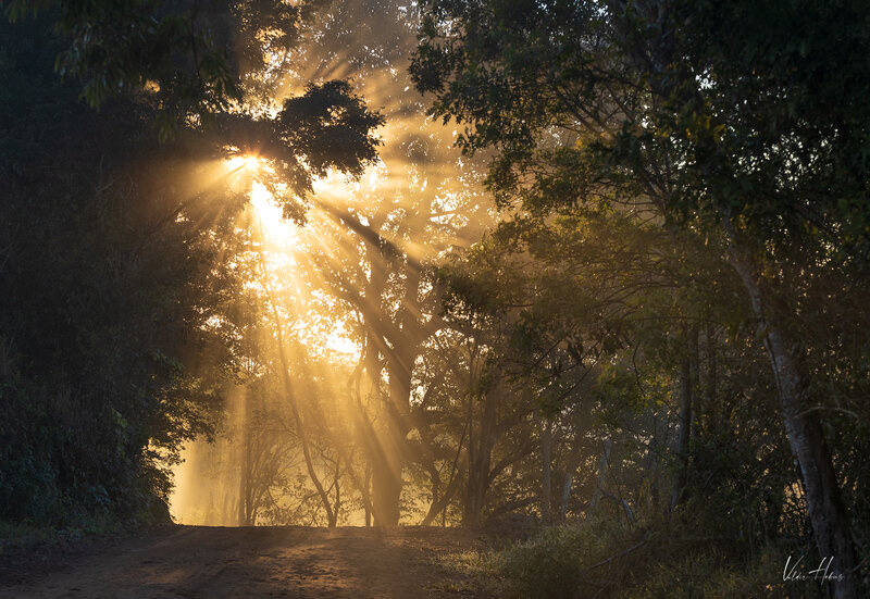 Morning light фото превью