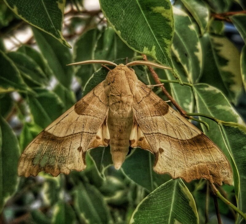 Moth фото превью