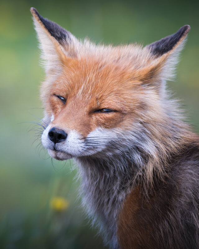 Обыкновенная лисица(Vulpes vulpes)  фото превью