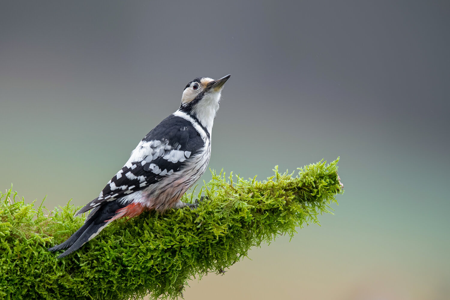 white-backed woodpecker, dendrocopos leucotos, woodpecker, bird, wildlife, wild bird, forest bird, woodland, european bird, rare bird, perched, perch, moss, mossy branch, tree branch, black and white plumage, red undertail, nature, wildlife photography, b, Damian Kwasek