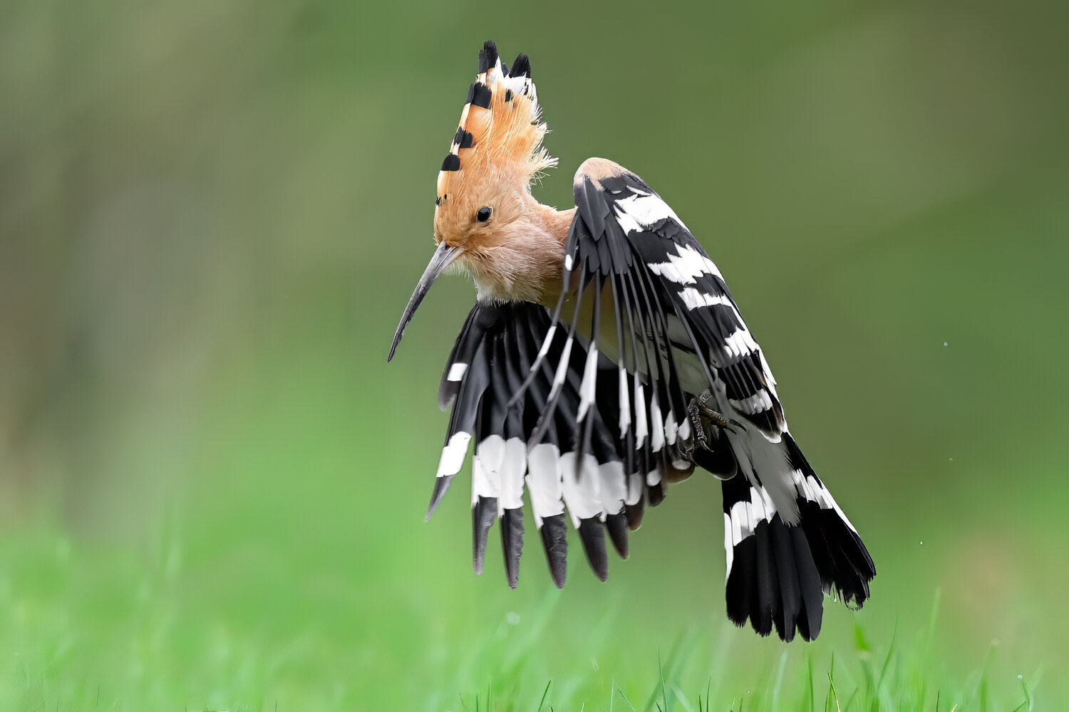 hoopoe, eurasian hoopoe, upupa epops, bird, wildlife, wild bird, bird in flight, landing, flight, wings spread, crest, orange crest, feathers, black and white wings, colorful bird, european bird, nature, wildlife photography, bird photography, ornithology, Damian Kwasek