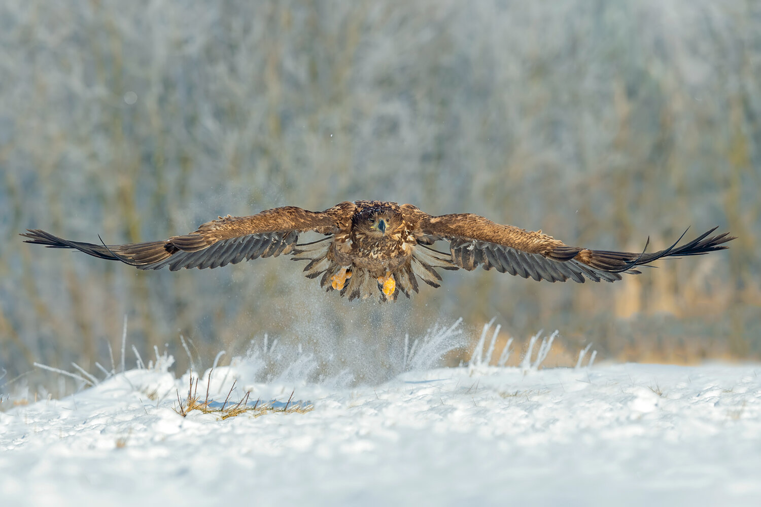white-tailed eagle, haliaeetus albicilla, eagle, bird of prey, raptor, wildlife, wild bird, eagle in flight, takeoff, landing, flying eagle, wingspan, wings spread, head on, front view, snow, winter, winter wildlife, talons, powerful, predator, hunting, a, Damian Kwasek