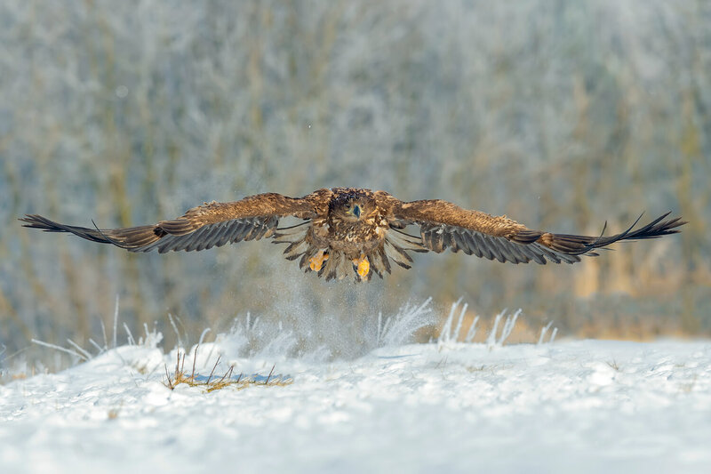 White-tailed Eagle (Haliaeetus albicilla) taking off from snow фото превью