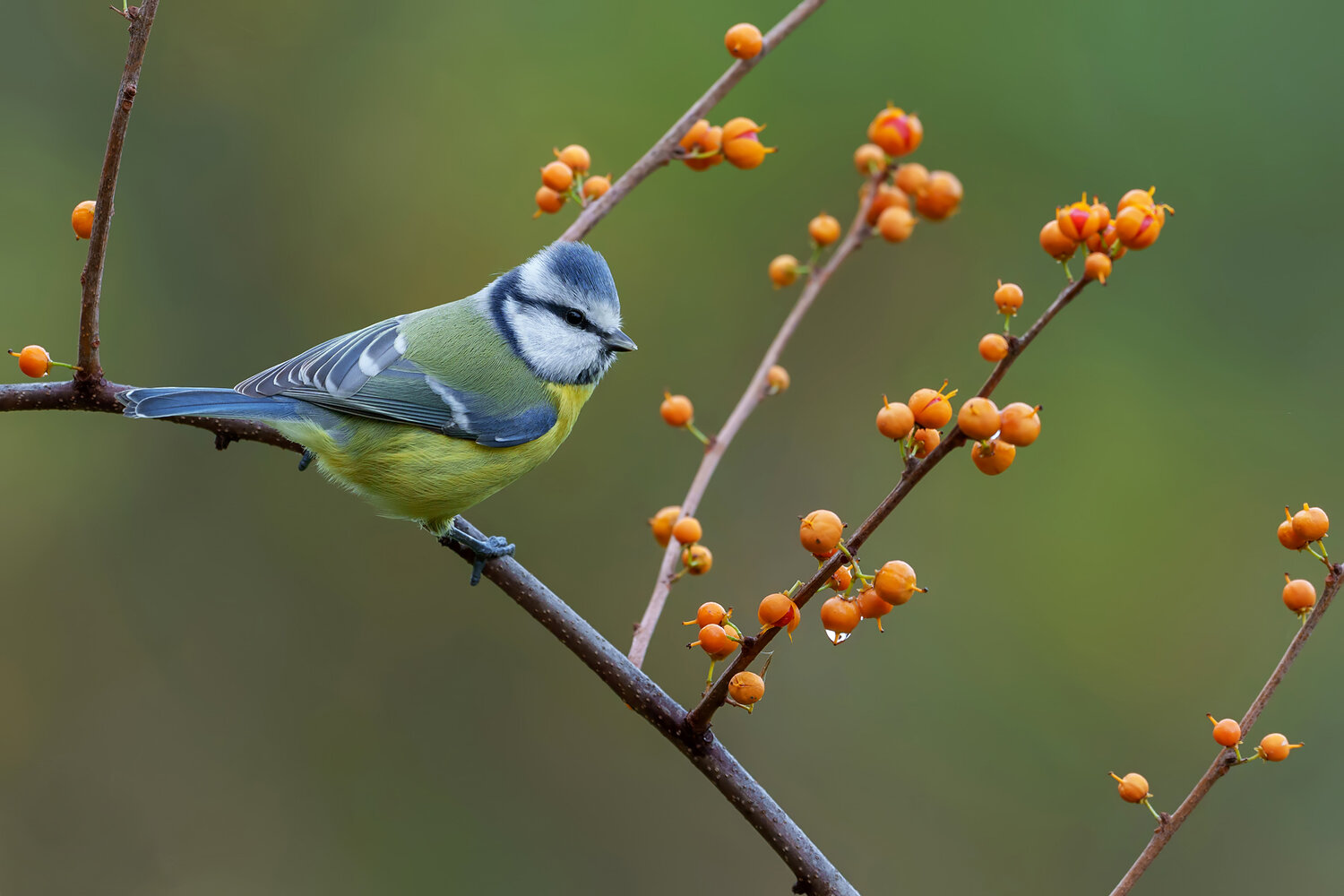 blue tit, eurasian blue tit, cyanistes caeruleus, bird, songbird, passerine, wildlife, wild bird, nature, bird photography, wildlife photography, small bird, colorful bird, blue feathers, yellow breast, perched bird, branch, berries, orange berries, spind, Damian Kwasek