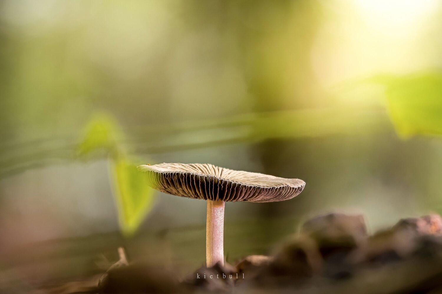 A mushroom. Автор: kietbull , kietbull
