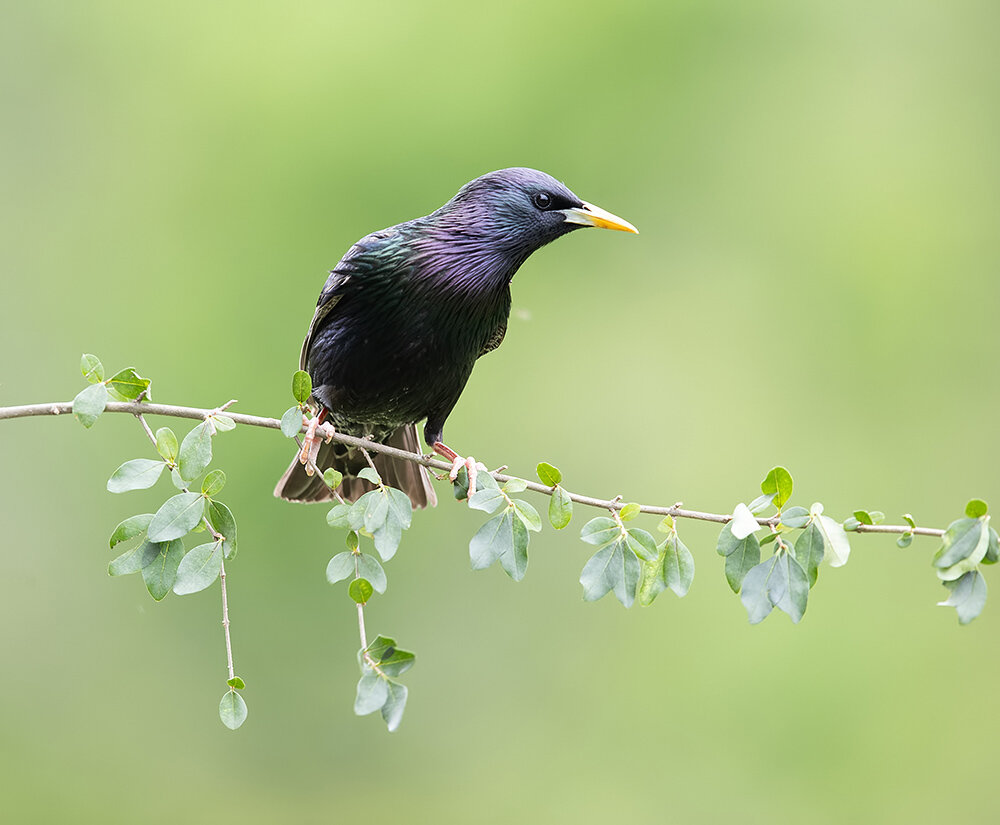 european starling, обыкновенный скворец, starling, скворец, wild, bird, птицы, Etkind Elizabeth