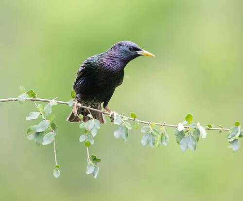 European Starling - Обыкновенный скворец