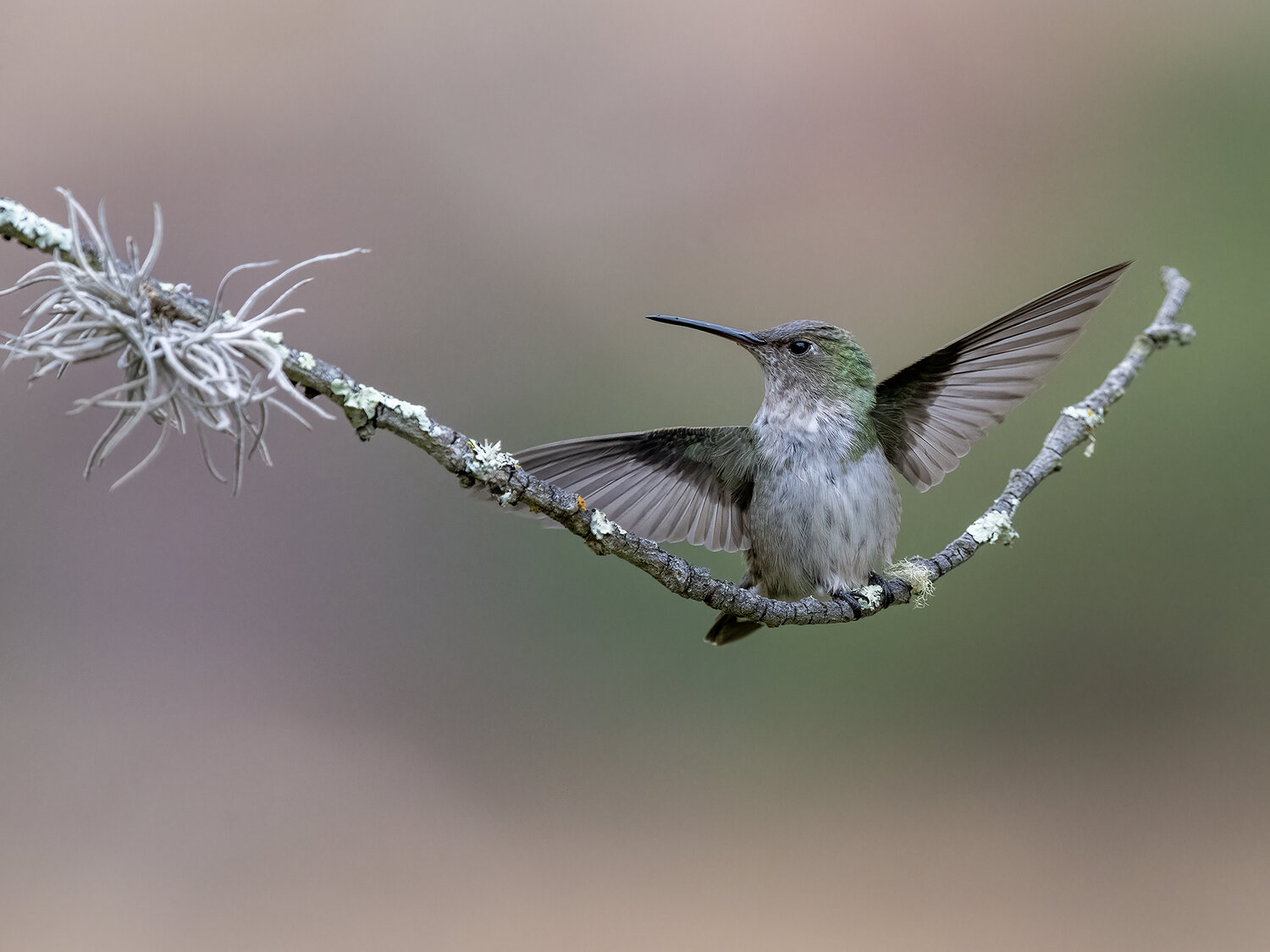 Green-and-white Hummingbird. Автор: Fernando Burgalin Sequeira , Fernando Burgalin Sequeira