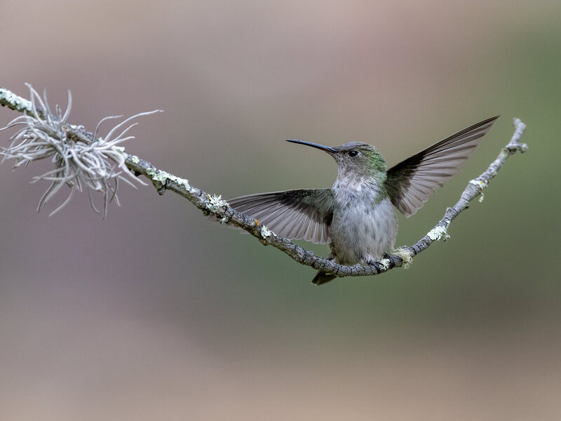 Green-and-white Hummingbird фото превью