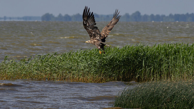 орлан-белохвост, орлан, haliaeetus albicilla, white-tailed eagle, eagle, birds of pray, wildlife, nature, bird, birdwatching, curonian lagoon, lagoon, залив, природа, птица, куршский залив, птицы калининградской области Полундра! фото превью