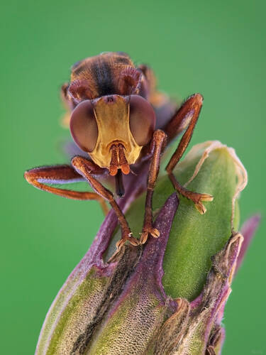 eye-fly#4