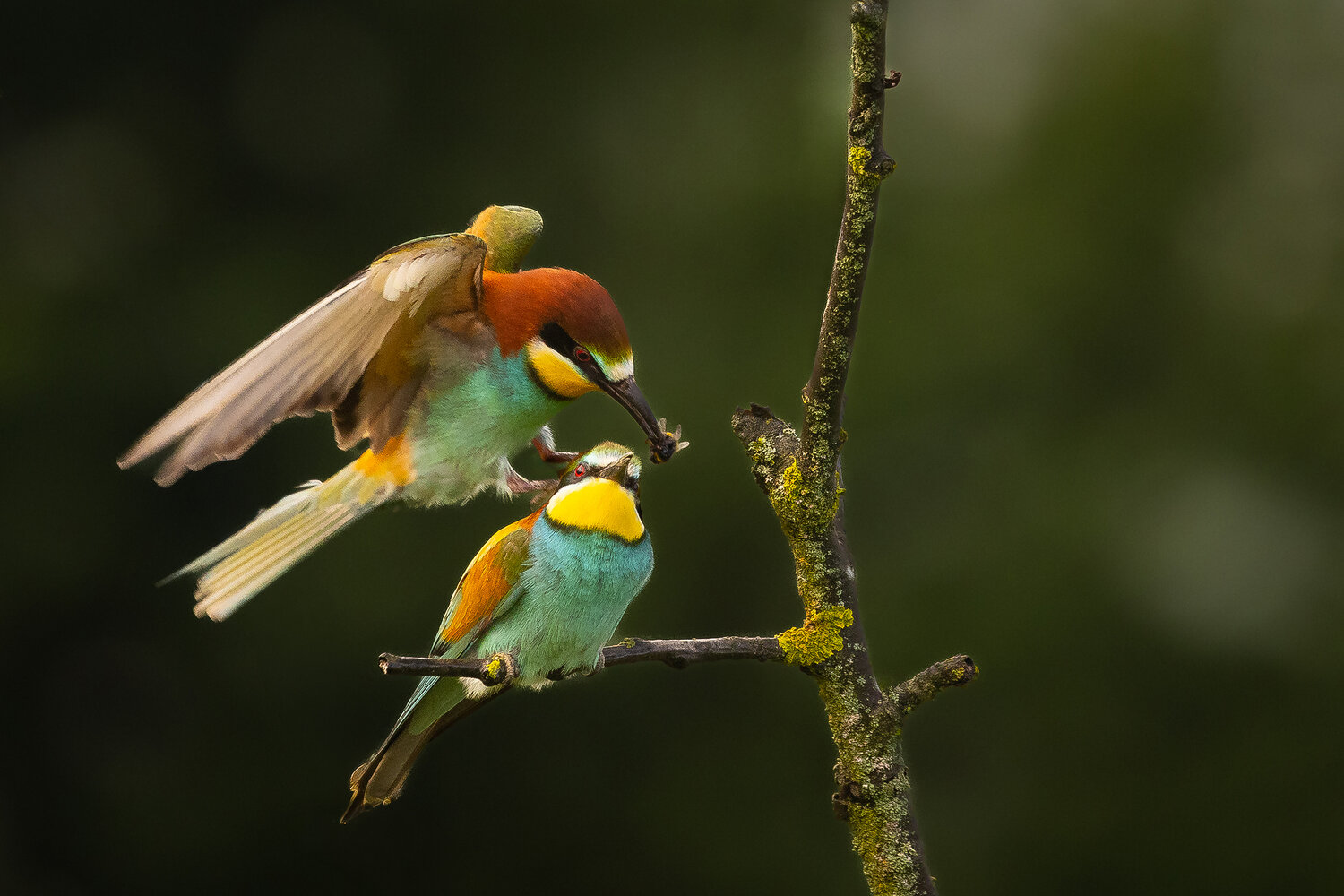 Bee-eater. Автор: Adamec Robert , Adamec Robert