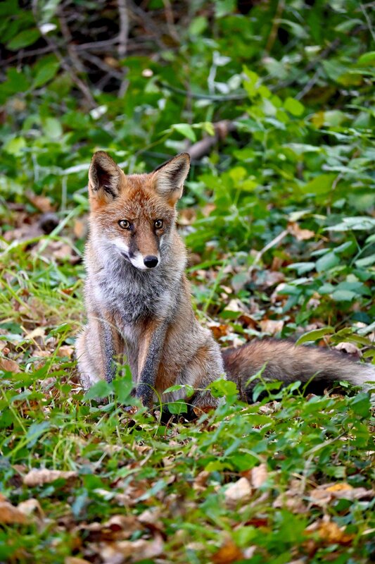 Animal, Fox, Wild, Wildphotography, Nature, Woods Fox фото превью