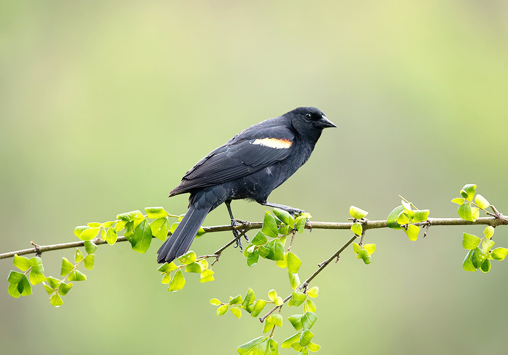 red-winged blackbird, красноплечий трупиал, blackbird, birds, wild, птицы, трупиал, Etkind Elizabeth