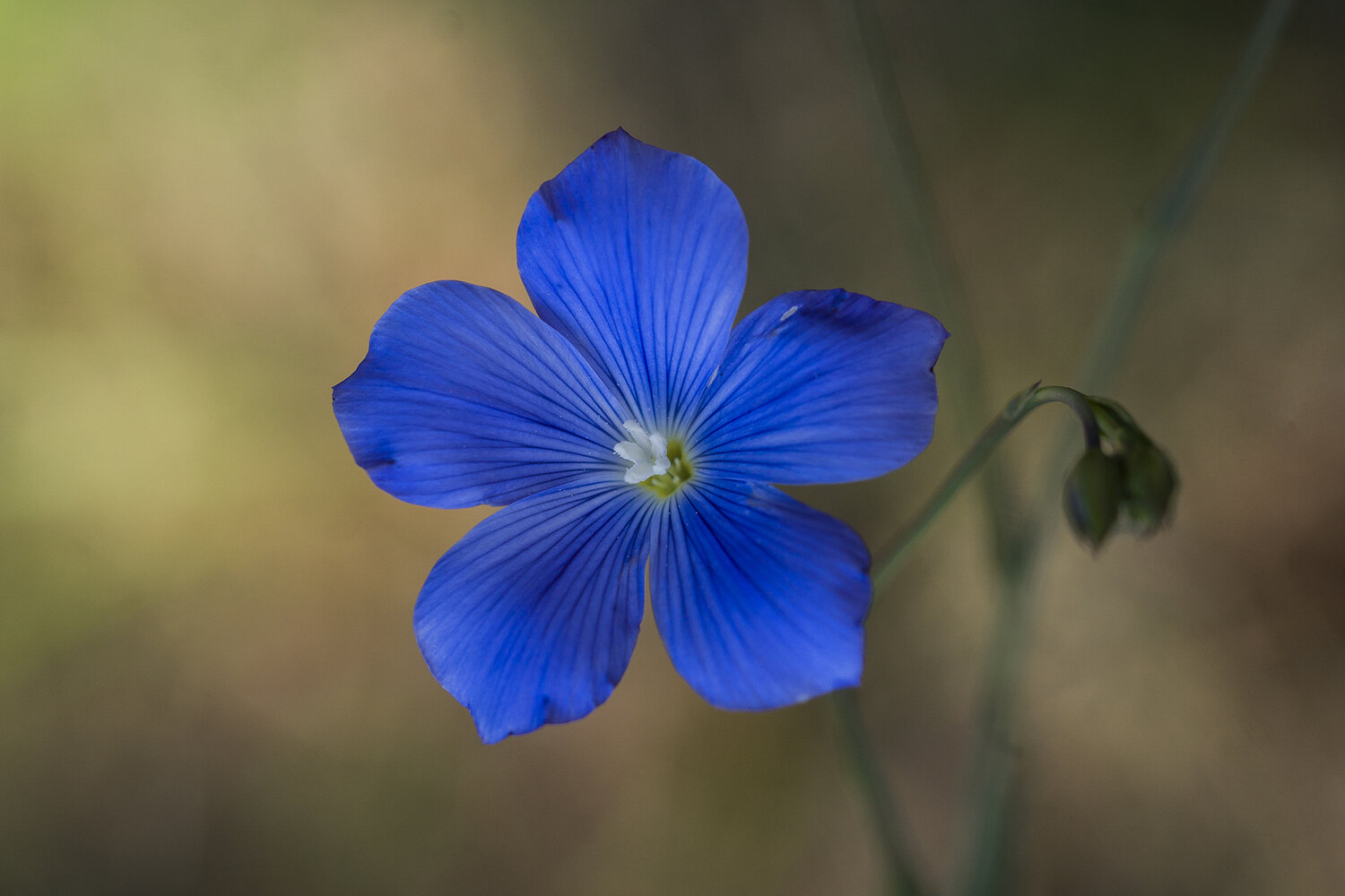 Linum. Автор: Andrés Emilio plant, flower, close up, springtime, linacea, Andrés Emilio