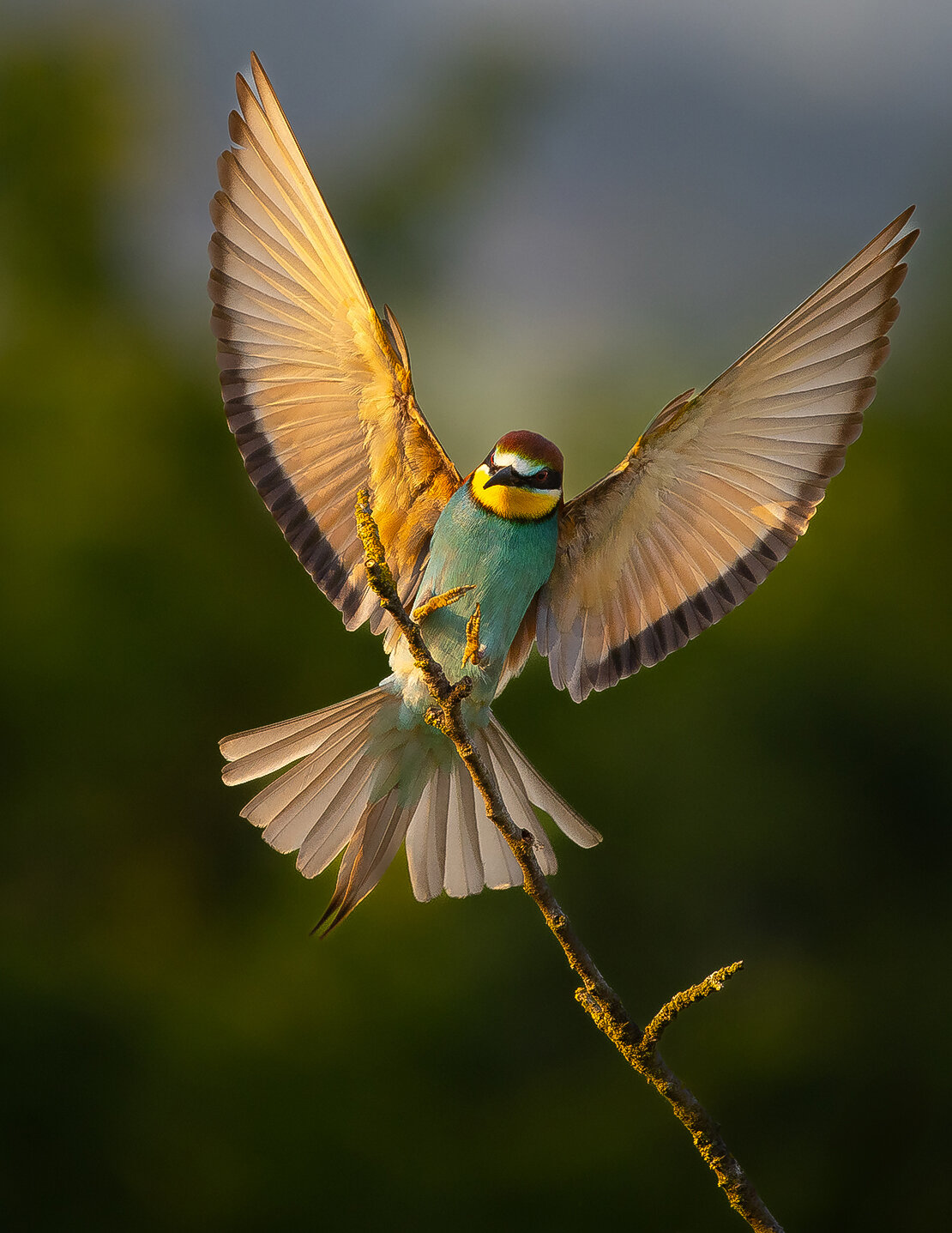 Bee-eater. Автор: Adamec Robert , Adamec Robert