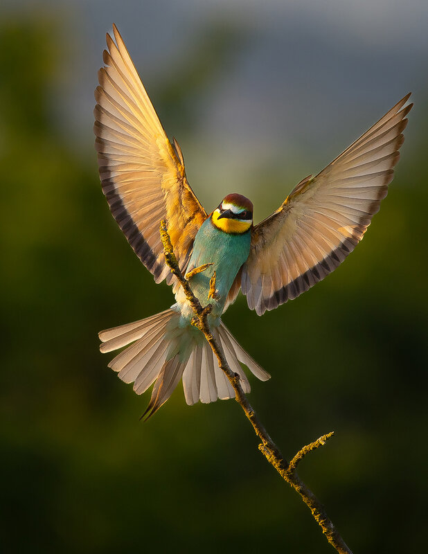 Bee-eater фото превью
