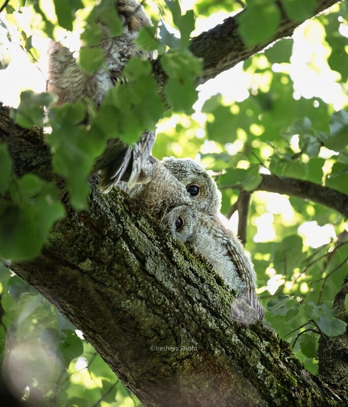 Слётки, Серая неясыть, Tawny owl, Owl, Сова Совята! фото превью