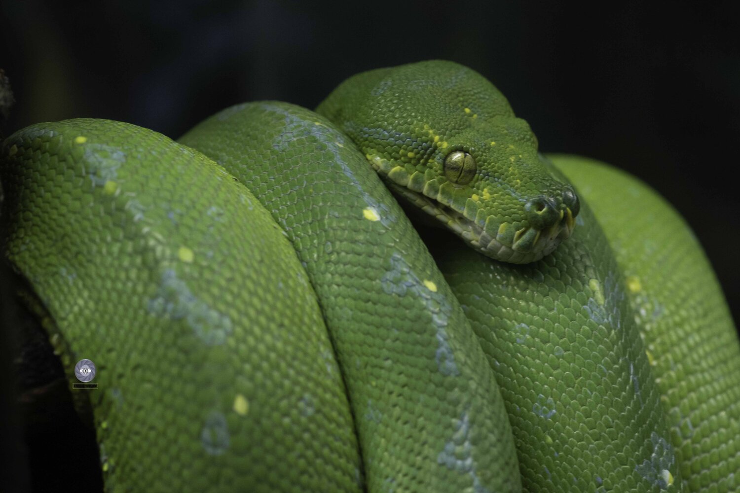 Green tree python. Автор: Ali Pashang , Ali Pashang