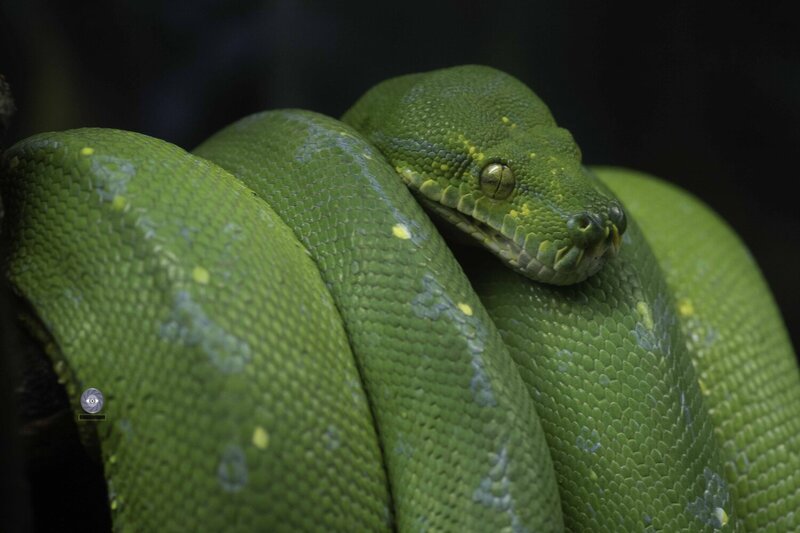 Green tree python фото превью