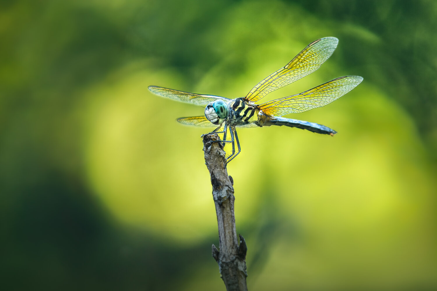 Perching dasher. Автор: Atul Saluja dragonfly, macro, summer, Atul Saluja
