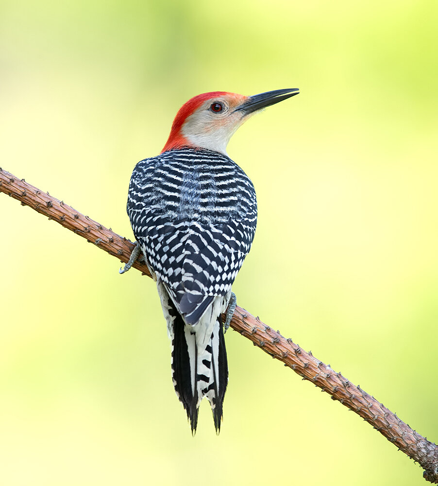 red-bellied woodpecker, woodpecker, каролинский меланерпес, дятел, птицы, birds, wild, Etkind Elizabeth