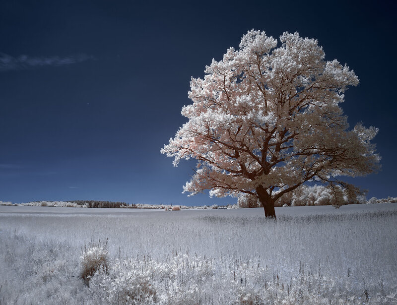 infrared, ик-фото, инфракрасная фотография, инфракрасное фото, пейзаж, лето Не спрятаться от зноя фото превью