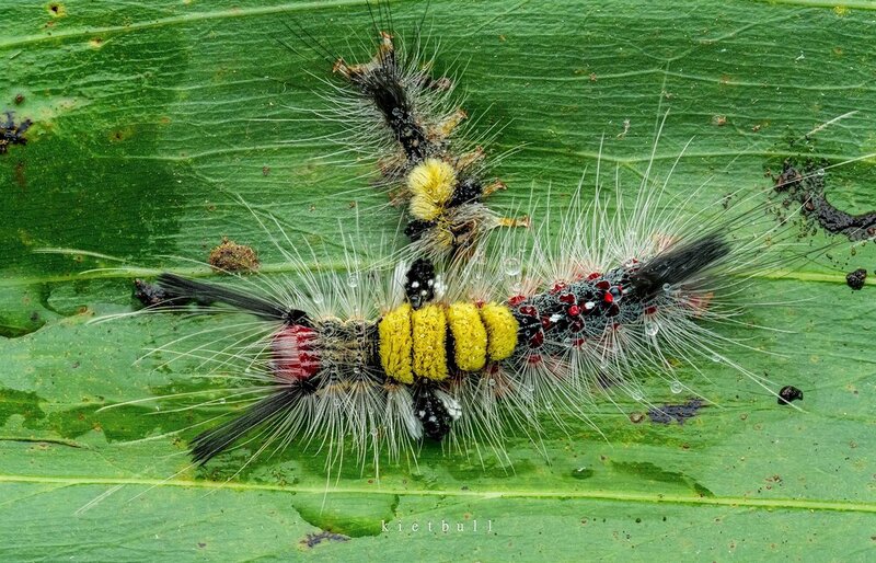 A caterpillar фото превью