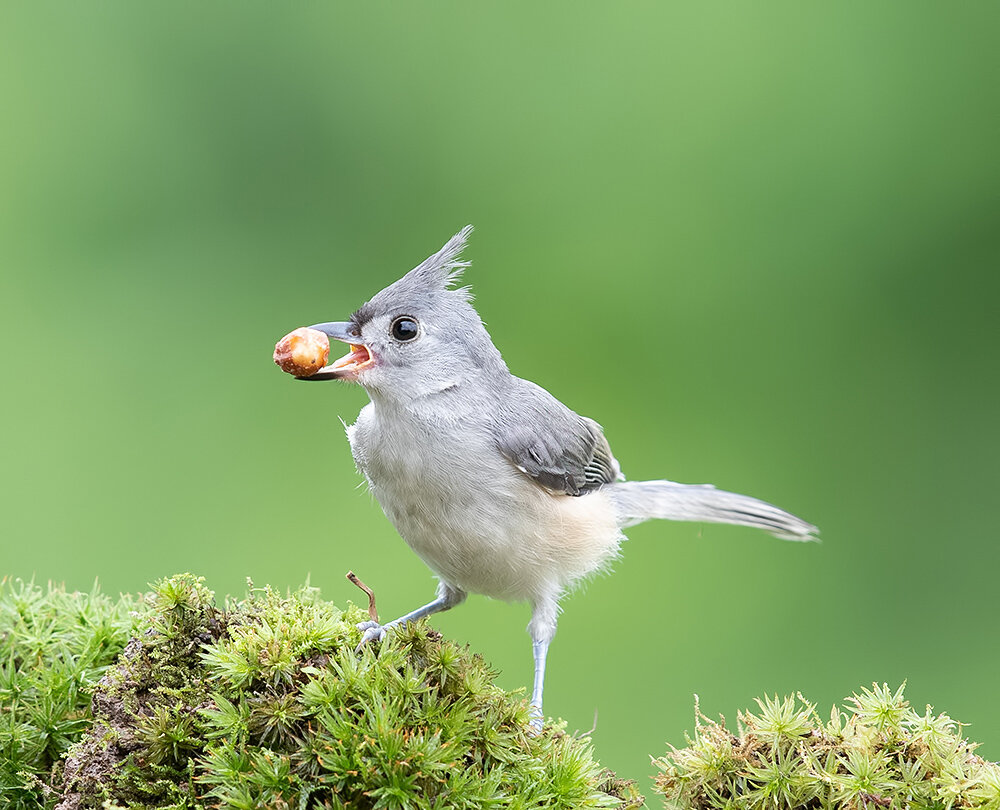 tufted titmouse, titmouse, острохохлая синица, синица, birds, wild, птицы, Etkind Elizabeth