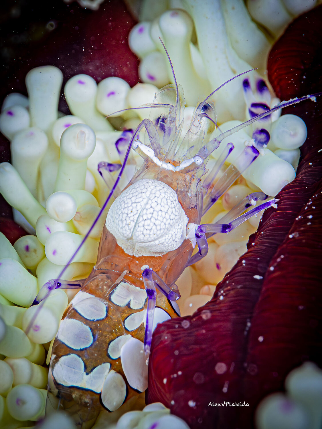 alexanderplakida, underwaterphotography, oceanart, underwatermacro, alexvplakida, Plakida Alexander