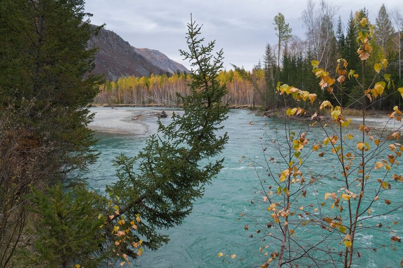 алтай, чуя, ель, осень  фото превью
