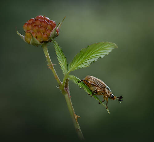 Uninvited guest