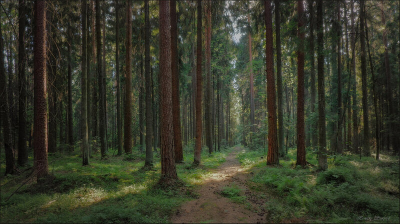 Недвижен лес фото превью