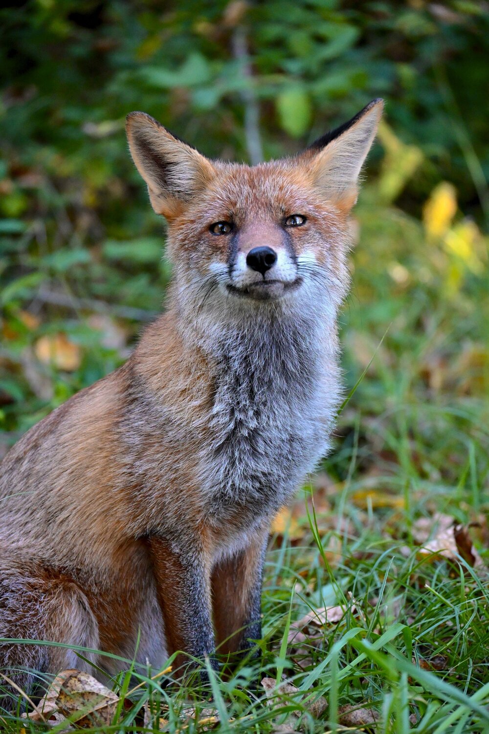 Animal, Fox, Wild, Wildphotography, Photography, Nature, Woods, Maria Vittoria Amoruso