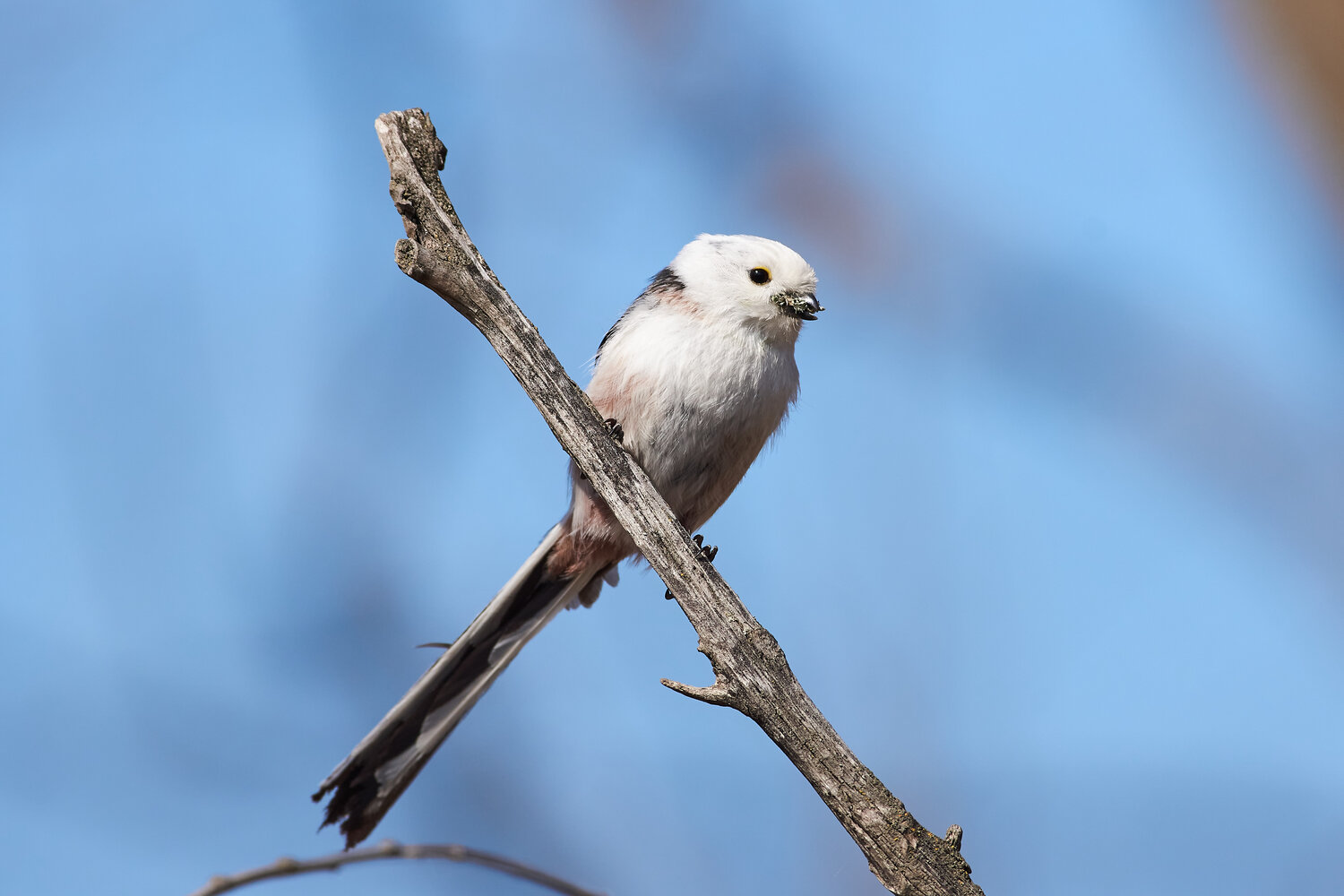Aegithalos caudatus. Автор: Павел Сторчилов Aegithalos caudatus, линнохвостая синица, ополовник, Павел Сторчилов