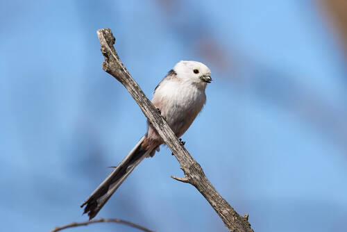Aegithalos caudatus