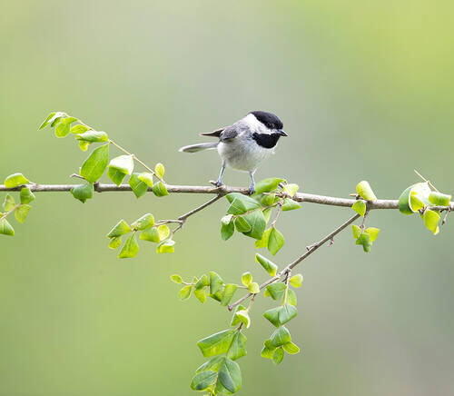 Каролинская гаичка- Carolina Chickadee