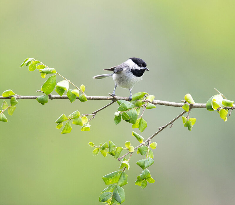 каролинская гаичка, carolina chickadee, chickadee, гаичка, птицы, birds, wild, cиница, синичка Каролинская гаичка- Carolina Chickadee фото превью