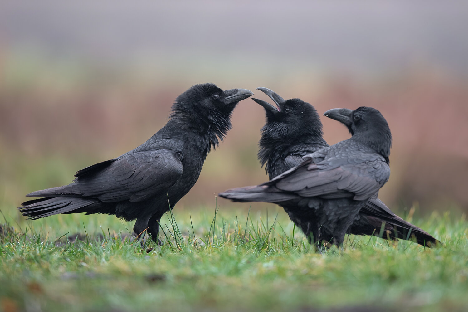 common raven, raven, corvus corax, three ravens, group of ravens, bird, corvid, corvidae, black bird, wildlife, wild bird, nature, bird photography, wildlife photography, social behavior, communication, interaction, calling, vocalization, intelligent bird, Damian Kwasek
