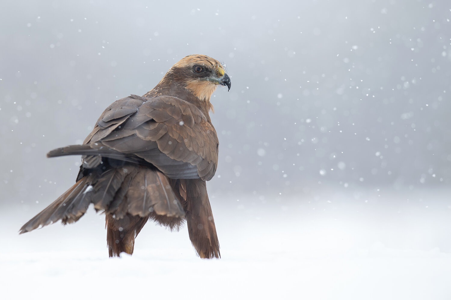 western marsh harrier, marsh harrier, circus aeruginosus, harrier, bird of prey, raptor, wildlife, wild bird, nature, bird photography, wildlife photography, winter, snow, snowfall, winter wildlife, portrait, perched bird, standing bird, feathers, brown p, Damian Kwasek