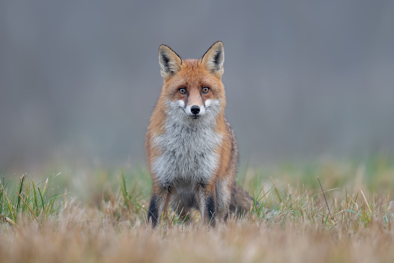 The Fox\'s Gaze. Автор: Damian Kwasek red fox, fox, vulpes vulpes, wildlife, wild animal, mammal, predator, carnivore, nature, animal portrait, fox portrait, wildlife photography, nature photography, european wildlife, europe, forest, meadow, grass, autumn, spring, countryside, natural habita, Damian Kwasek