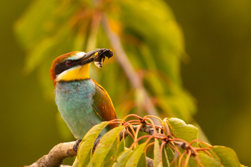 Bee-eater фото превью